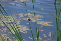 Plathemis lydia
