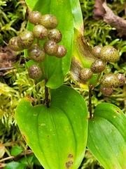Maianthemum