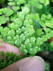 Adiantum tibeticum