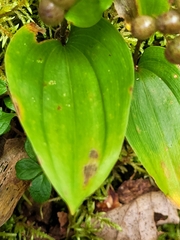Maianthemum