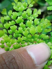 Adiantum tibeticum