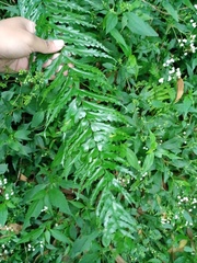 Asplenium truncatum