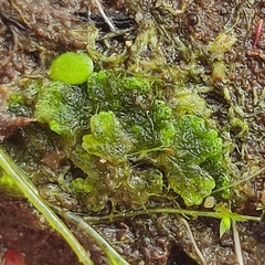 Riccia cavernosa