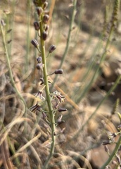 Drimia delagoensis