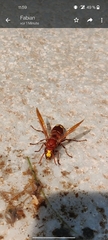 Vespa orientalis