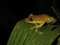 Scinax onca