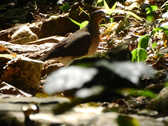 Leptotila plumbeiceps