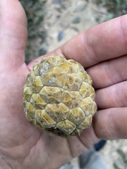 Duguetia