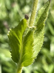 Veronica ciliata