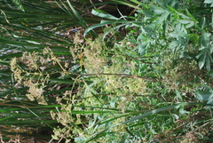 Conium maculatum