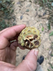 Duguetia