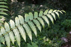 Pteris wallichiana