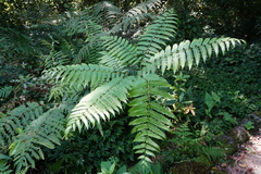 Pteris wallichiana