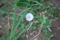 Convolvulus arvensis