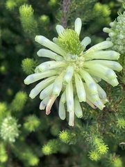 Erica sessiliflora