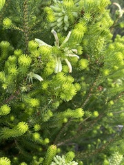 Erica sessiliflora