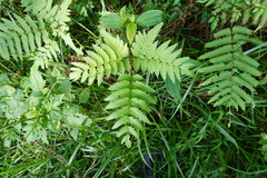 Pteris wallichiana