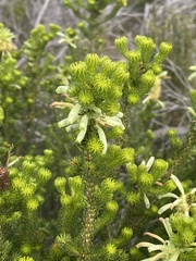 Erica sessiliflora