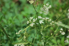 Torilis arvensis