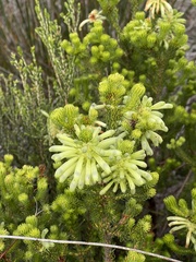 Erica sessiliflora
