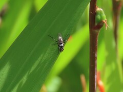 Anthomyia benguellae