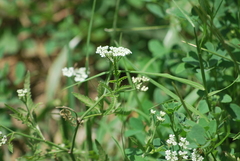 Torilis arvensis