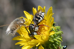 Triepeolus micropygius