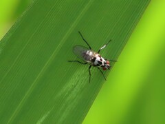Anthomyia benguellae