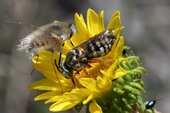 Triepeolus micropygius