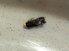 Stigmella perpygmaeella