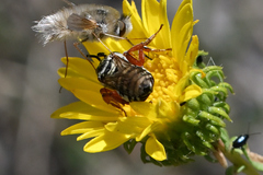 Triepeolus micropygius