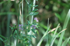 Medicago sativa