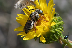 Triepeolus micropygius