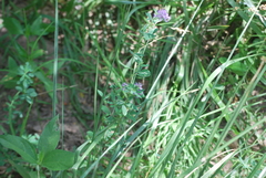 Medicago sativa