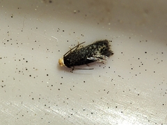 Stigmella perpygmaeella