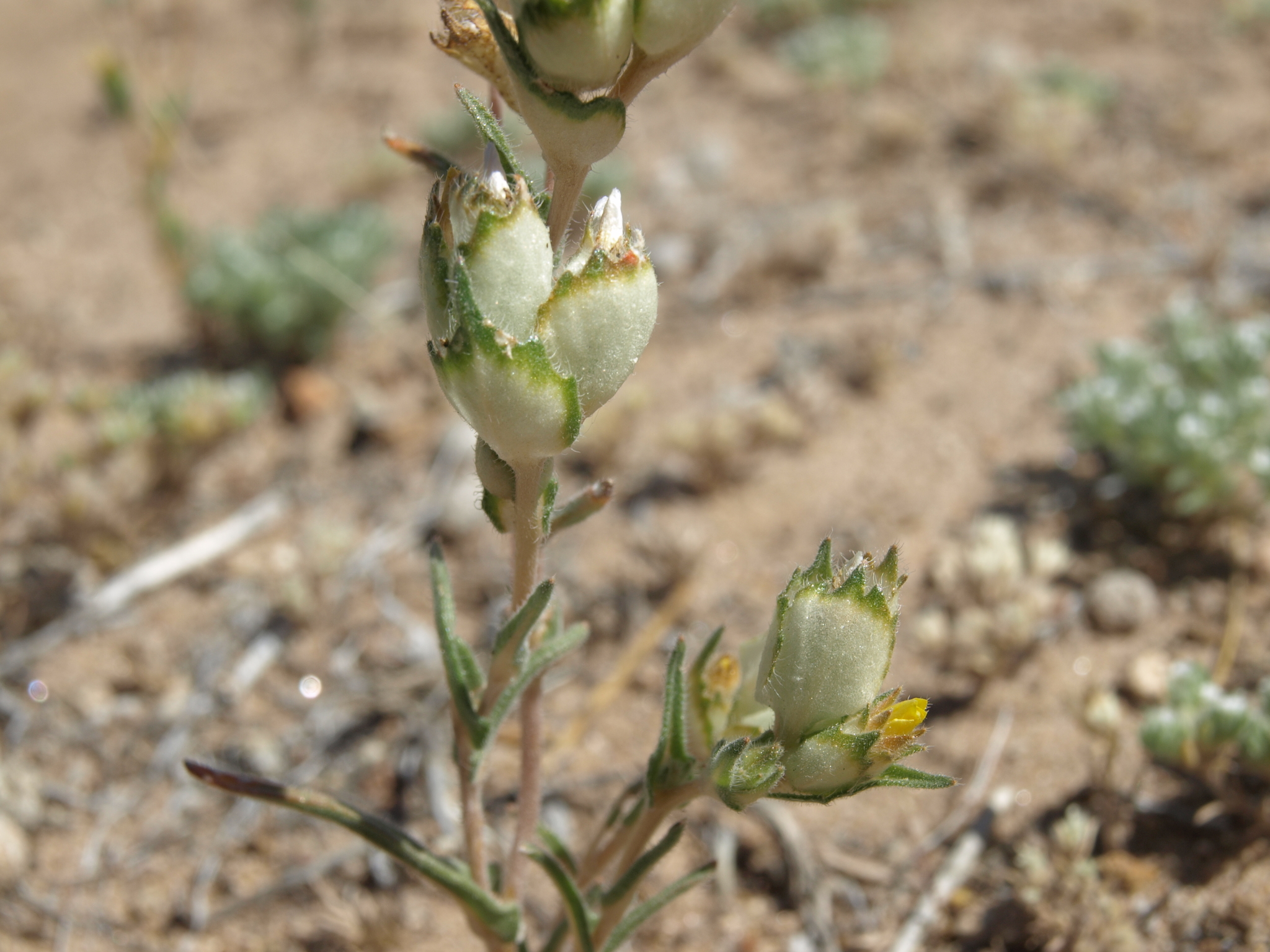 Mentzelia congesta