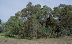 Eucalyptus camaldulensis × rudis