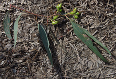 Eucalyptus camaldulensis × rudis