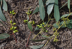 Eucalyptus camaldulensis × rudis