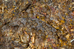 Ascobolus furfuraceus