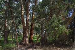 Eucalyptus camaldulensis × rudis