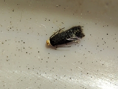 Stigmella perpygmaeella