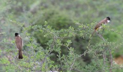 Pycnonotus xanthorrhous