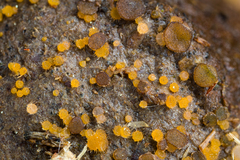 Ascobolus furfuraceus