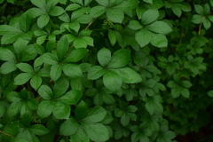 Eleutherococcus nodiflorus