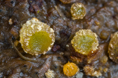 Ascobolus furfuraceus