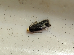 Stigmella perpygmaeella