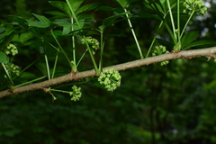 Eleutherococcus nodiflorus