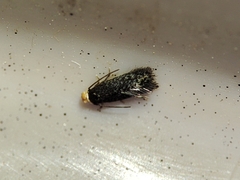 Stigmella perpygmaeella