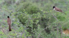 Pycnonotus xanthorrhous